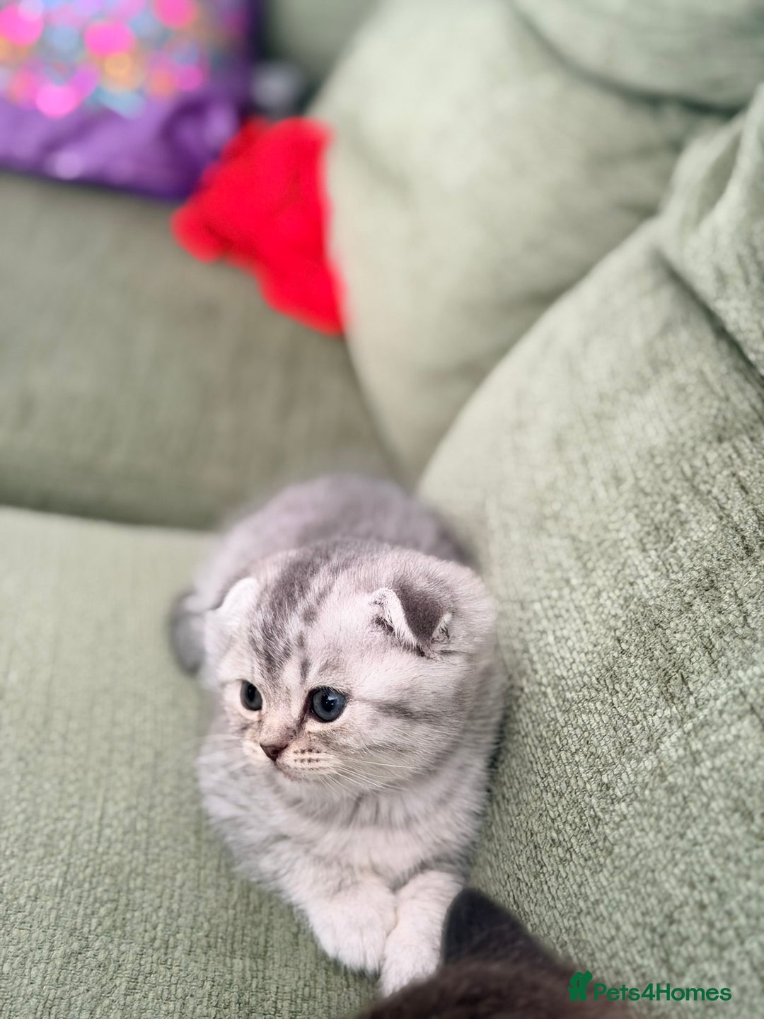 Scottish Fold cats for sale: Scottish fold kittens for sale! - Advert 7