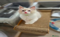 Ragdoll cats for sale:  Ragdoll Kittens from Licensed Breeder (1Boy left) - Image 10