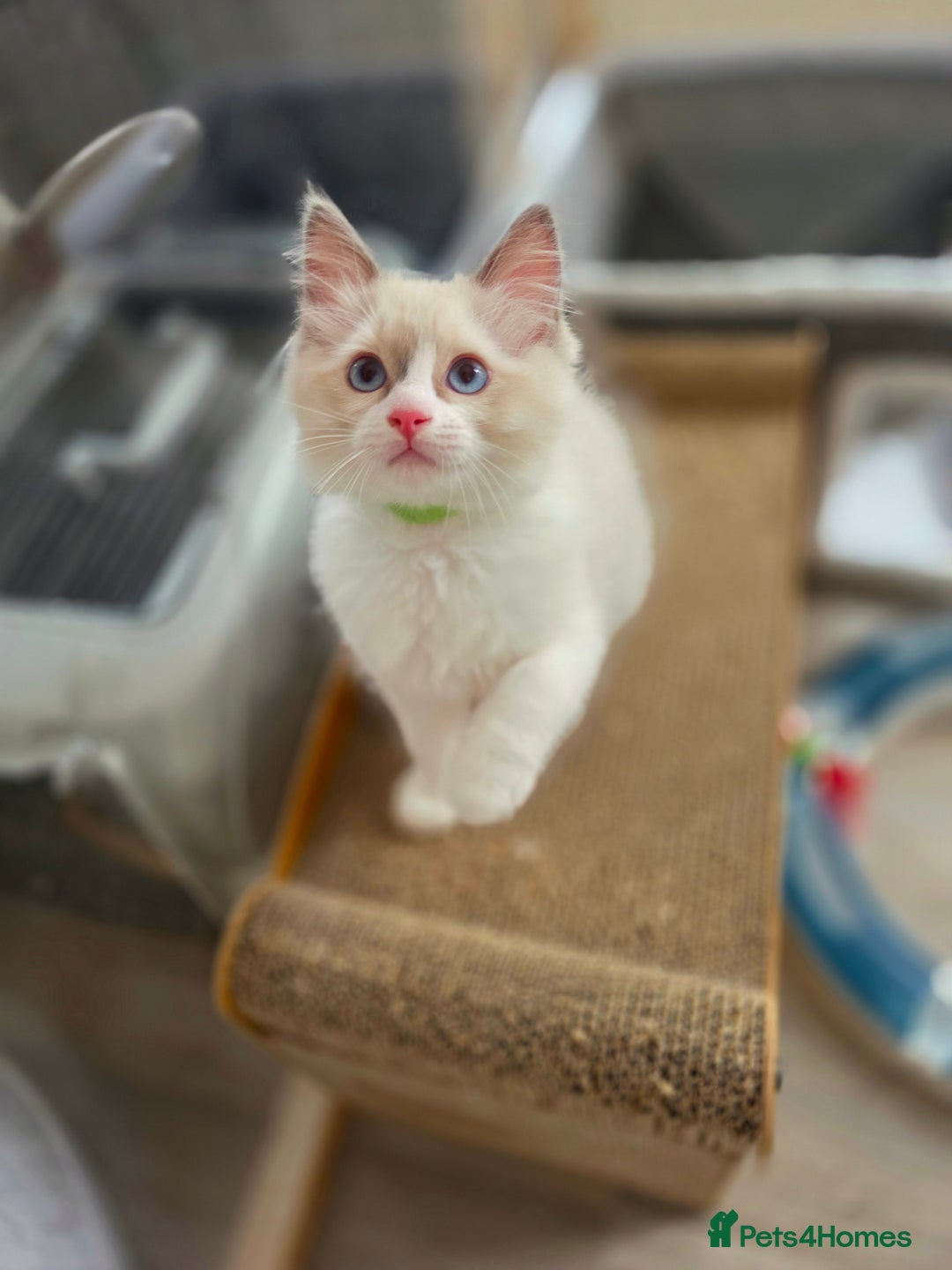 Ragdoll cats for sale:  Ragdoll Kittens from Licensed Breeder (1Boy left) - Image 10
