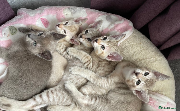 Tonkinese cats - Advert 1