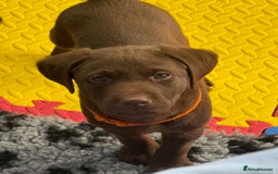 Labrador Retriever dogs for sale: Exceptional KC Chocolate Labrador Puppies - Image 25