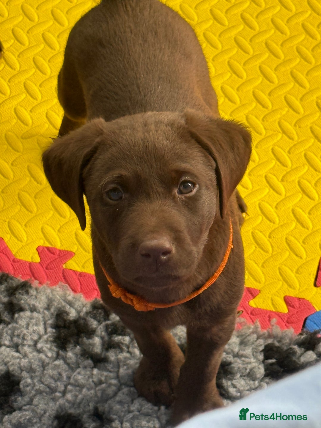 Labrador Retriever dogs for sale: Exceptional KC Chocolate Labrador Puppies - Image 25