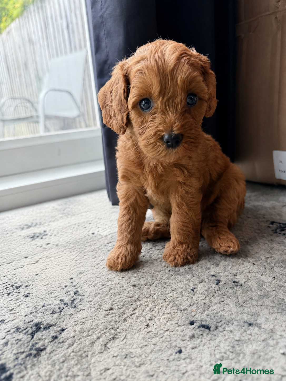 Cockapoo dogs Beautiful F1b Cockapoo puppies - Advert 2