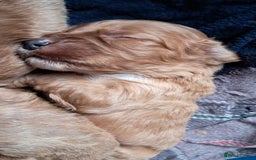 Cockapoo dogs for sale: Beautiful F1 Cockapoo puppies - Image 10