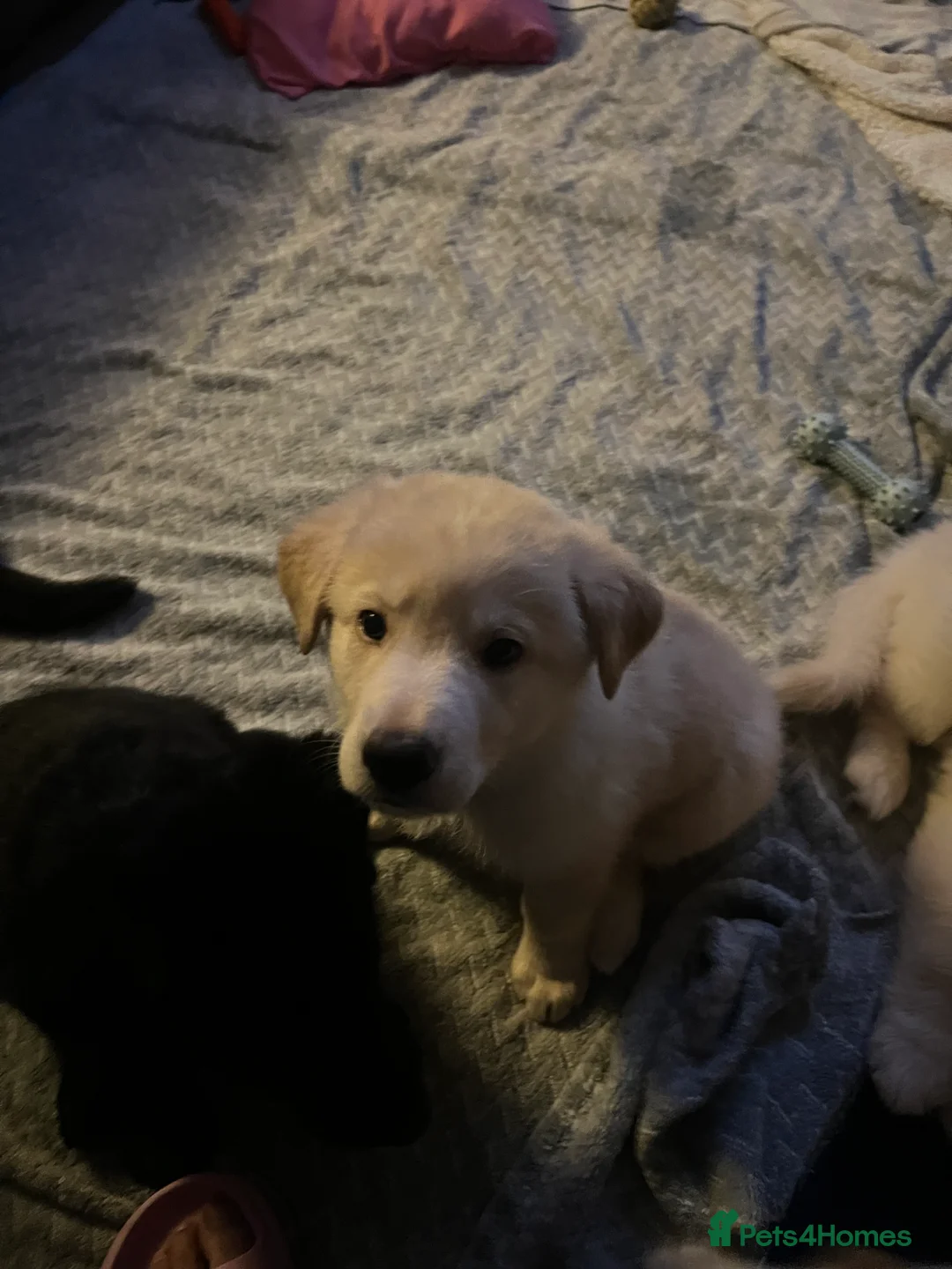 Mixed Breed dogs for sale: German Shepherd x Labrador puppies - Advert 8