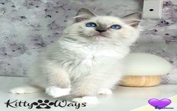 Ragdoll cats for sale: 🐾🩷*TICA REG* EU RAGDOLL KITTENS🌟 DNA CLEAR 🩵🐾 - Image 18