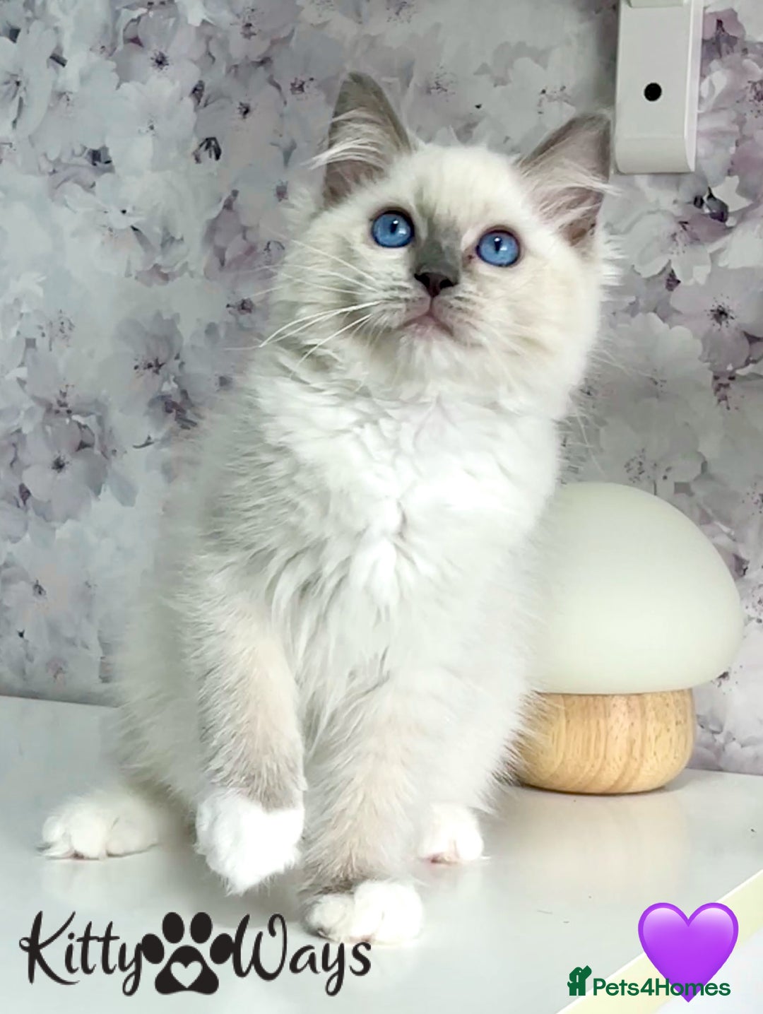Ragdoll cats for sale: 🐾🩷*TICA REG* EU RAGDOLL KITTENS🌟 DNA CLEAR 🩵🐾 - Image 18