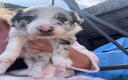 Border Collie dogs for sale: Fluffy long coat Blue merle border collie puppies - Image 13