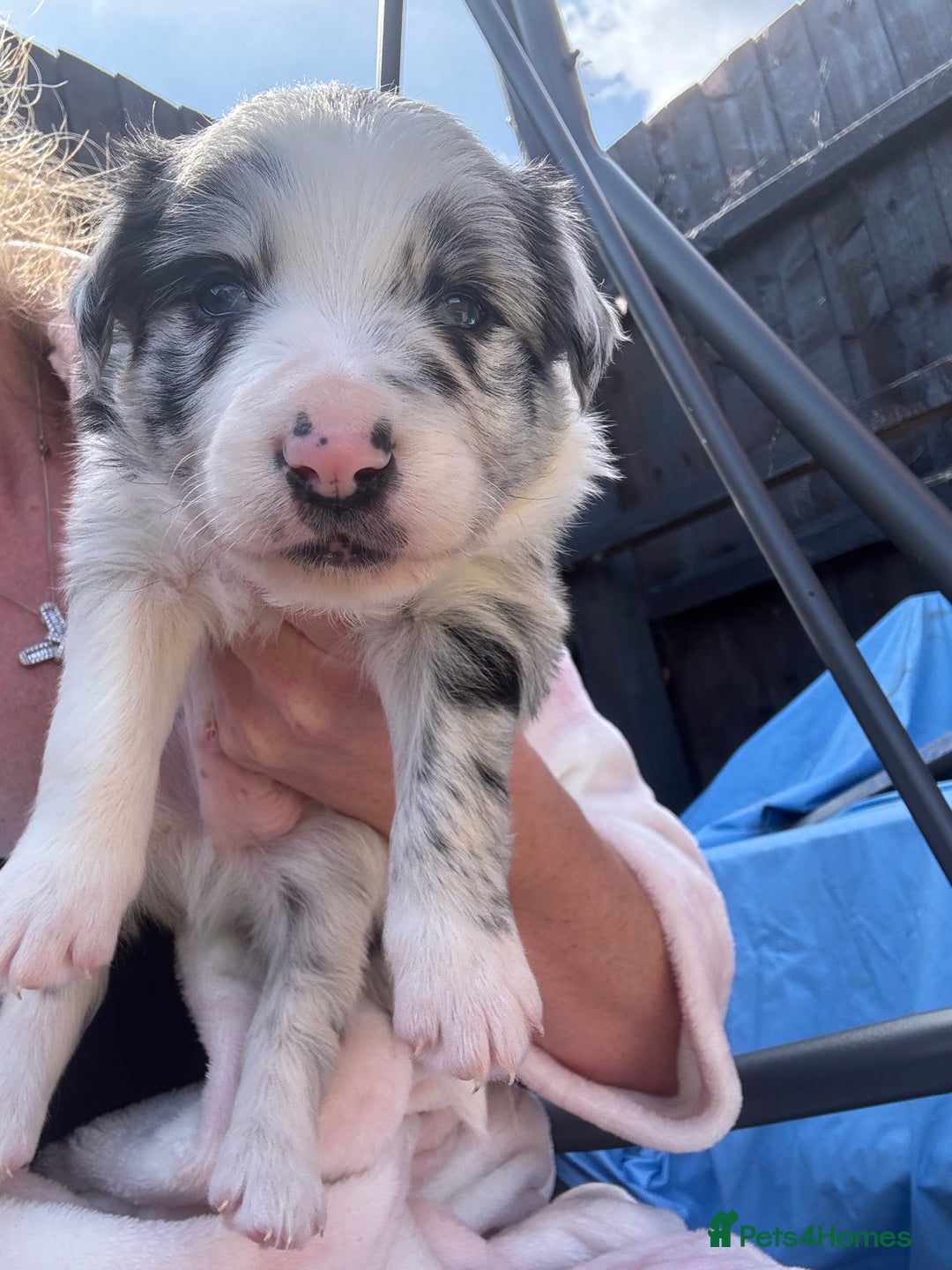 Border Collie dogs for sale: Fluffy long coat Blue merle border collie puppies - Image 13