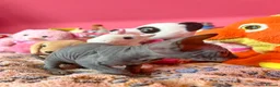 Sphynx cats for sale: Beautiful Sphynx Kittens – Ready 5th October - Advert 3