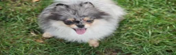 Pomeranian dogs for sale: Two adorable merle boys  - Advert 3