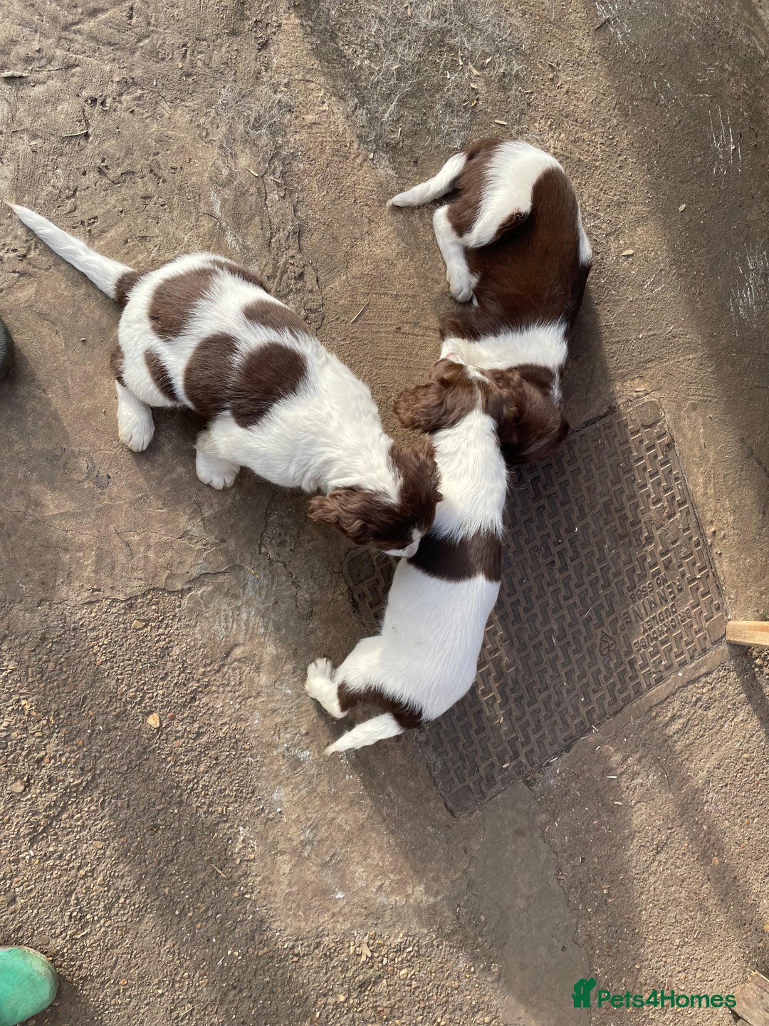 English Springer Spaniel dogs for sale: Gorgeous springer spaniel puppies  - Advert 5