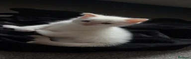 Marshmallow