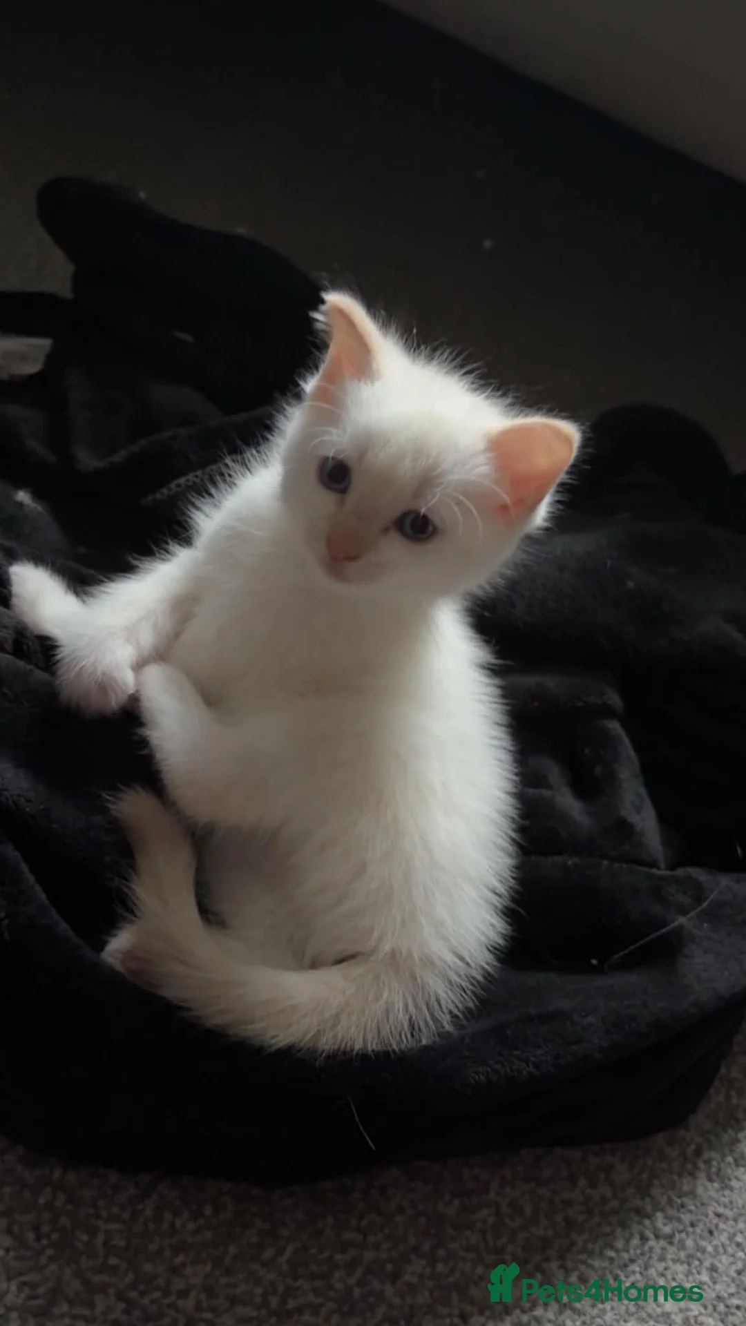 Mixed Breed cats for sale: Ragdoll-X-BSH - Advert 2