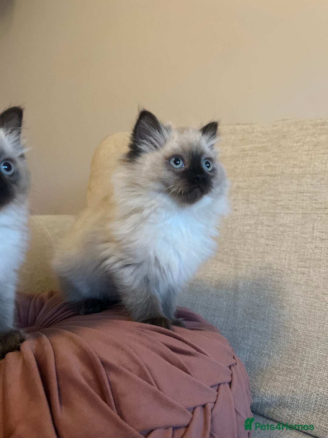 Ragdoll cats for sale: Adorable Ragdoll Kittens - Advert 9
