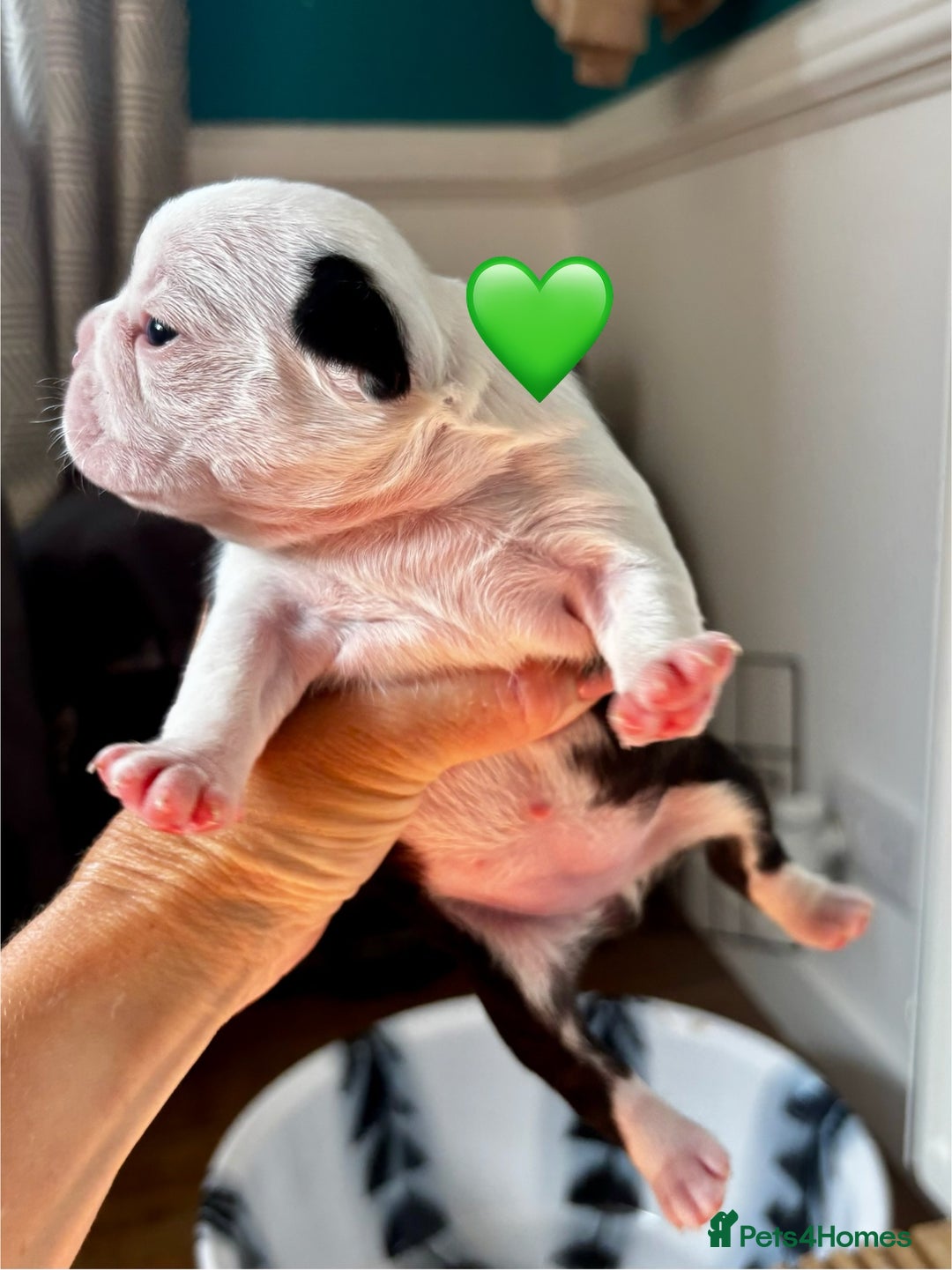 Boston Terrier dogs for sale: Beautiful Boston Terrier Puppies  - Image 12