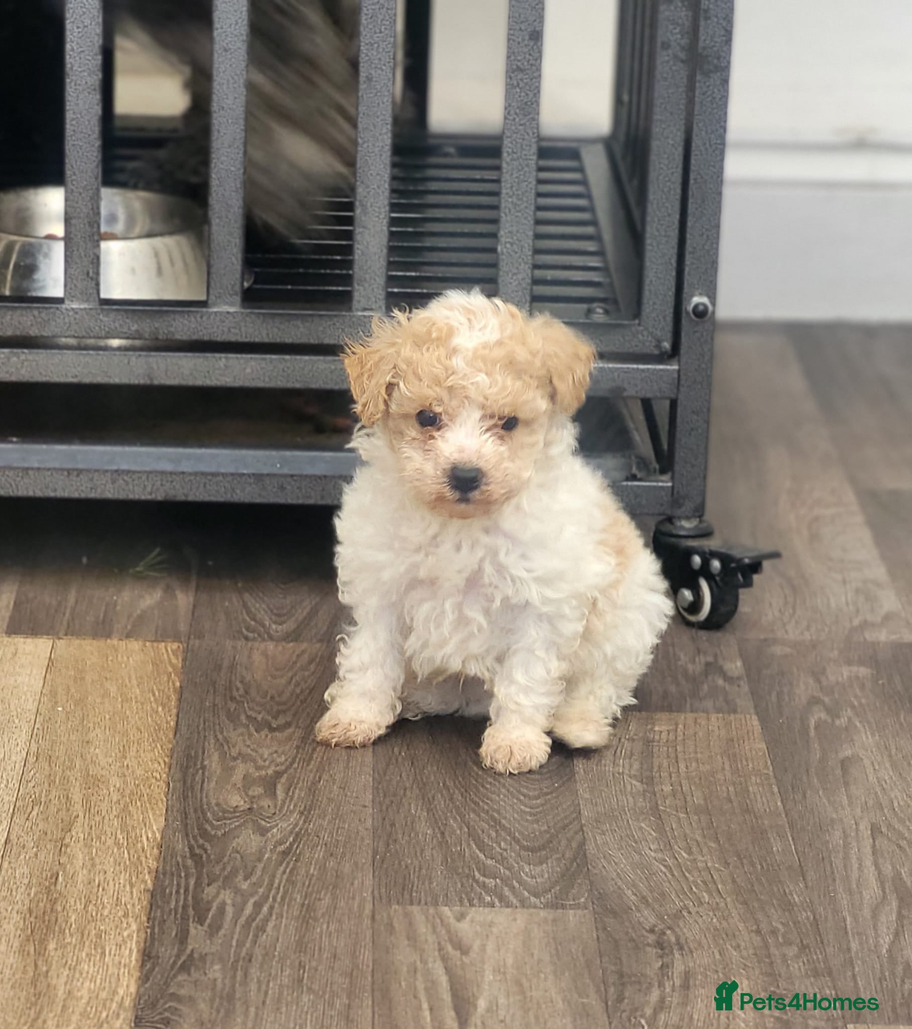 Poochon dogs F2 poochon boys  - Advert 14