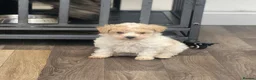 Poochon dogs for sale: F2 poochon boys  in Ammanford - Advert 7