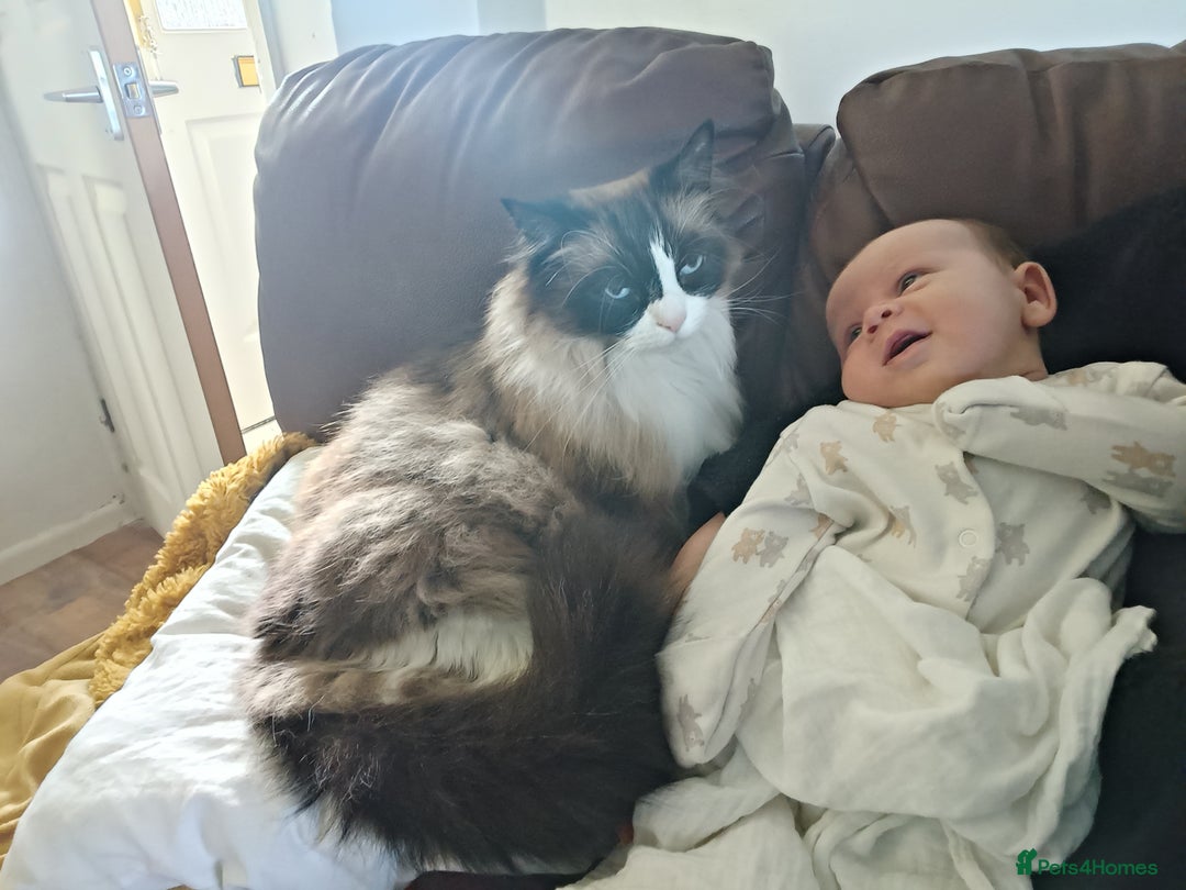 Mixed Breed cats for sale: Hella and Loki - Image 23