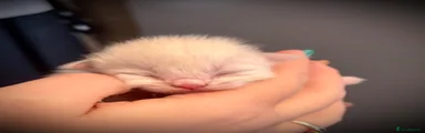 Ragdoll Kitten 2