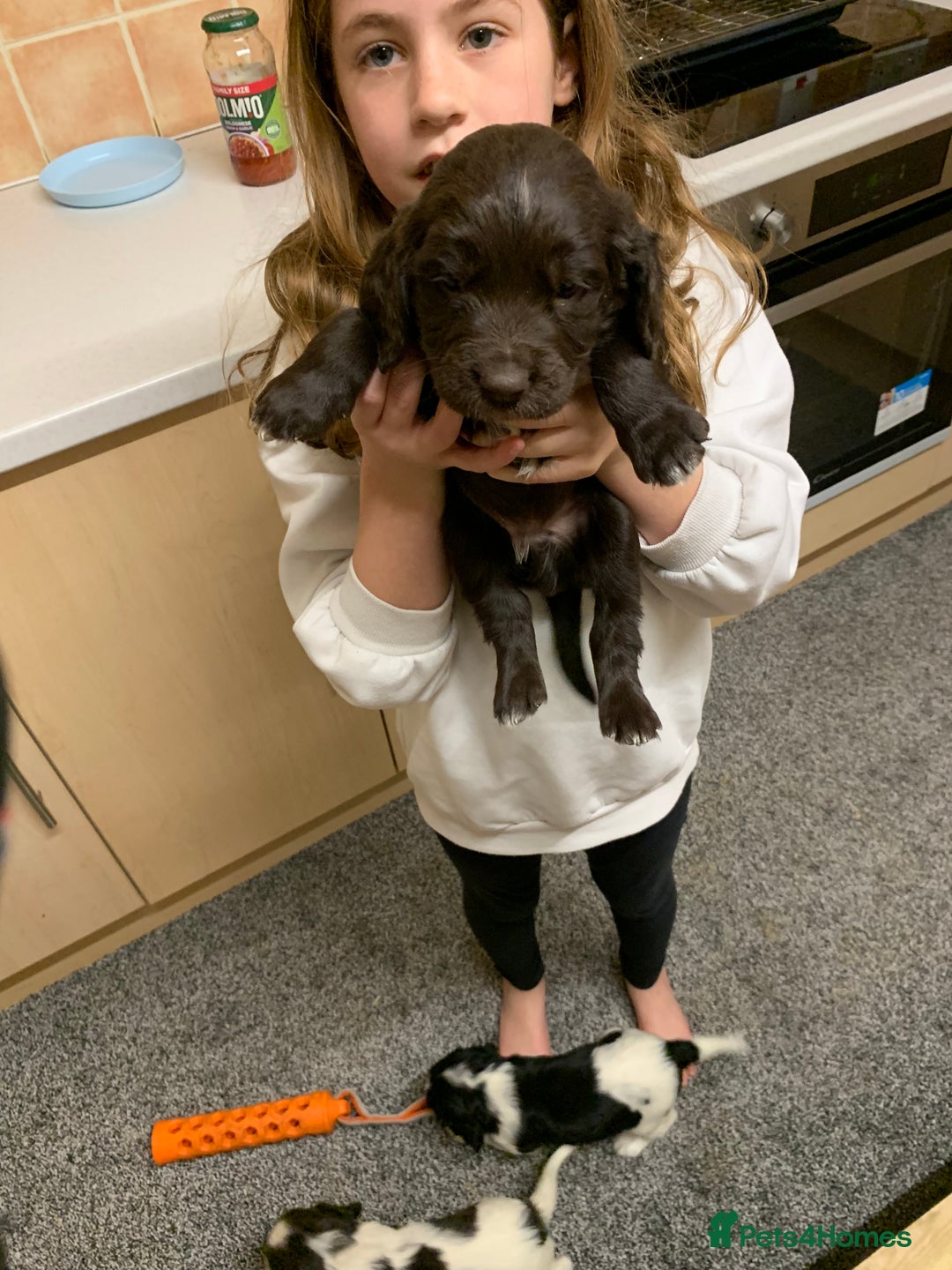 Sprocker dogs for sale: Sprockers for sale - Advert 2