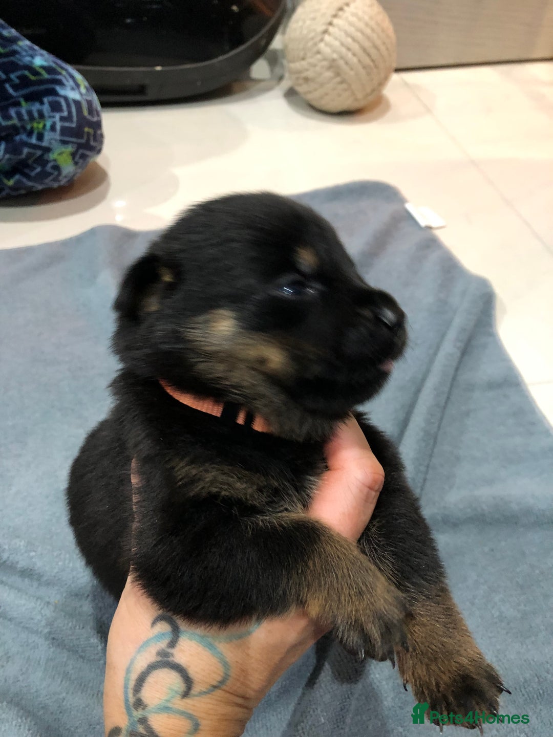 Mixed Breed dogs for sale: Rottweiler x German shepherd pupps - Advert 5