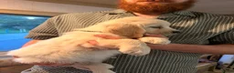 Golden Retriever dogs for sale: Fully vaccinated! Bryn Bach Golden X Angel Annwyl - Advert 28