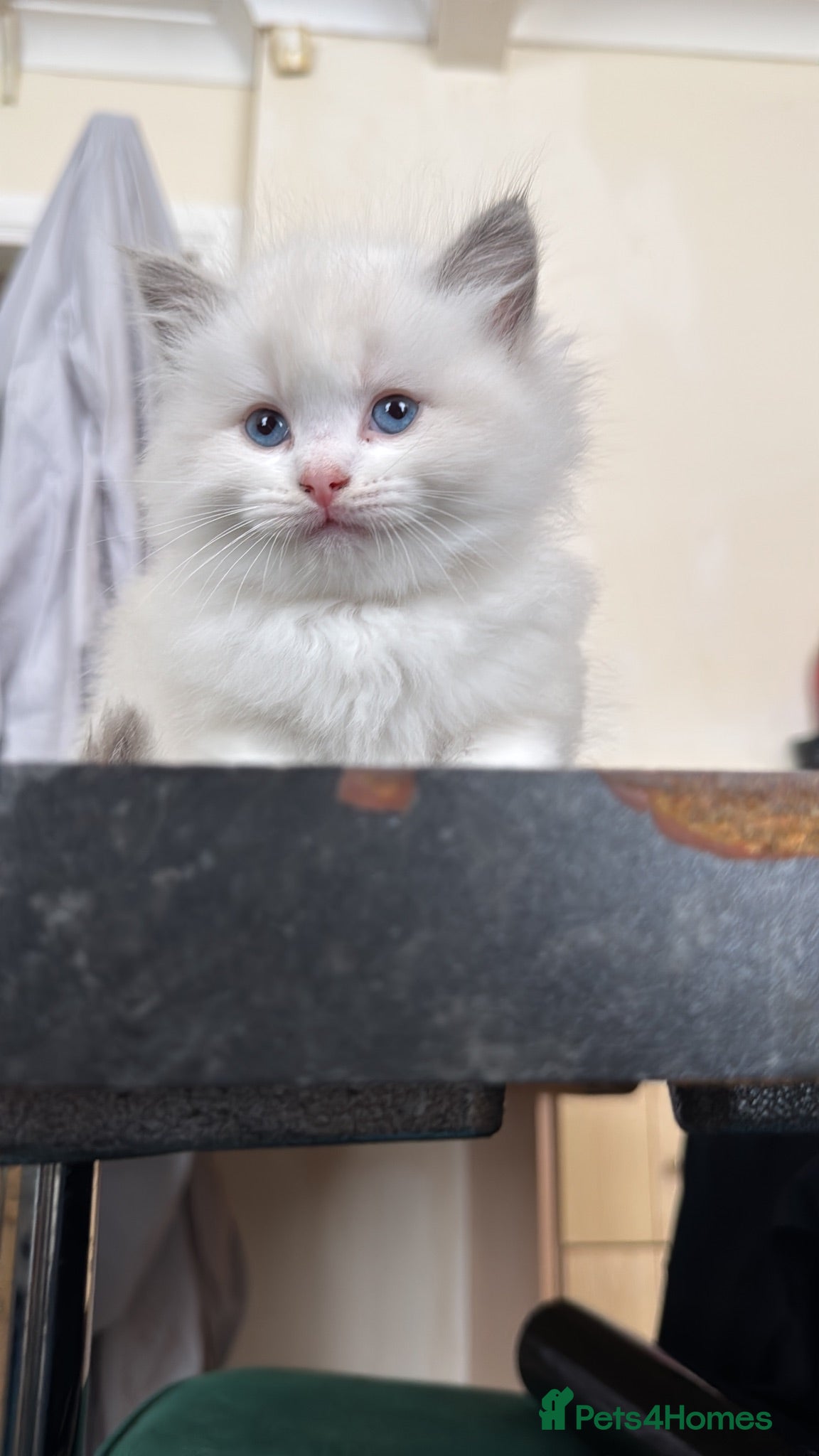 Ragdoll cats Gorgeous Ragdoll Kittens Looking for Loving Homes - Advert 2