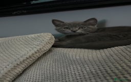 Mixed Breed cats for sale: Grey kittens  - Image 4