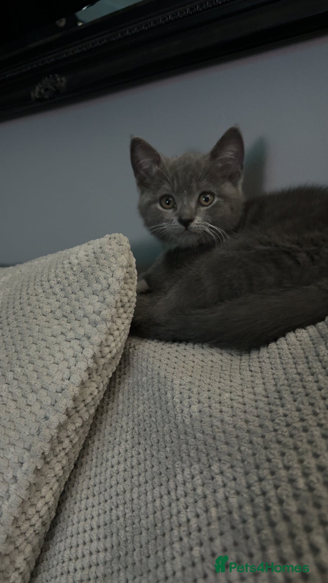 Mixed Breed cats for sale: Grey kittens  - Image 4