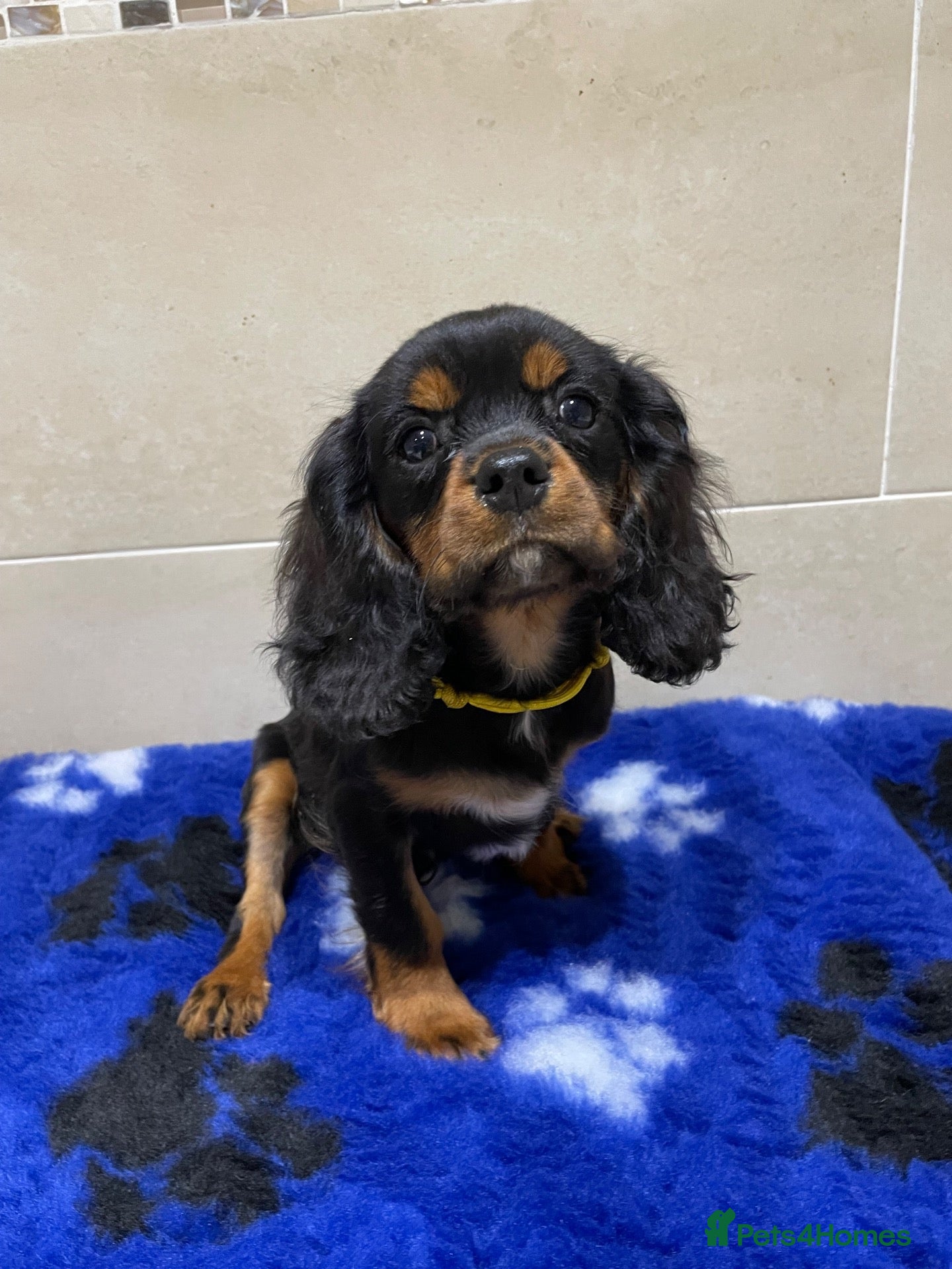 Cavalier King Charles Spaniel dogs Cavalier King Charles puppies - Advert 2