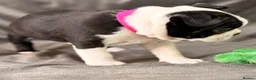 Boston Terrier dogs for sale: Bostixon KC Registered Boston Terrier Puppies - Advert 4
