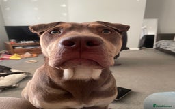 Mixed Breed dogs for sale: Sharpei x labrador - Image 3