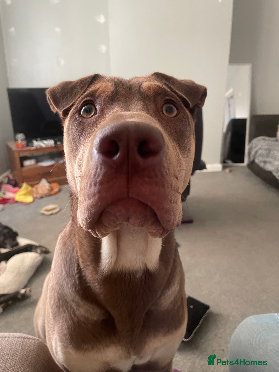 Mixed Breed dogs for sale: Sharpei x labrador - Image 3