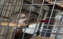 Rat rodents for sale: 3 female dumbo rats - Image 5