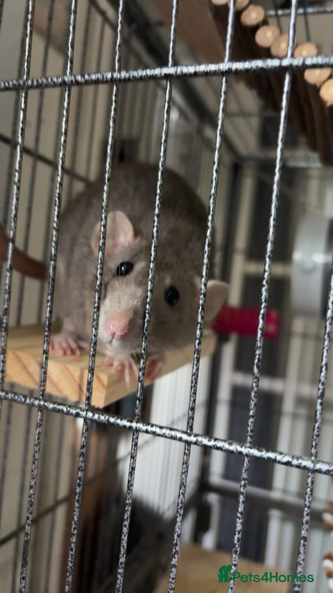 Rat rodents for sale: 3 female dumbo rats - Image 5