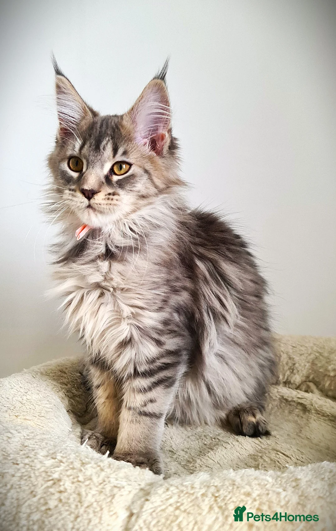 Maine Coon cats for sale: STUNNING 4️⃣ PEDIGREE MAINE COON KITTENS READY ❗❗❗ - Advert 36