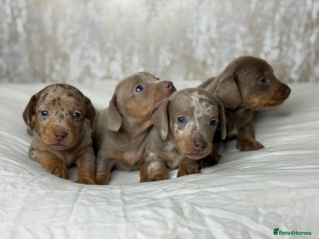 Miniature Dachshund dogs for sale: quality minature dachshunds (ready 14th october) - Image 4