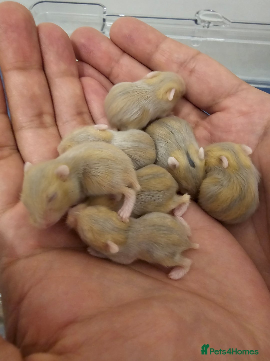 Hamster rodents for sale: Russian Dwarf Hamsters Babies - Image 2