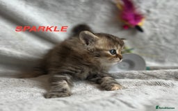 Persian cats for sale: **LAST ONE** Stunning pure Persian Kittens PKD Neg - Image 29
