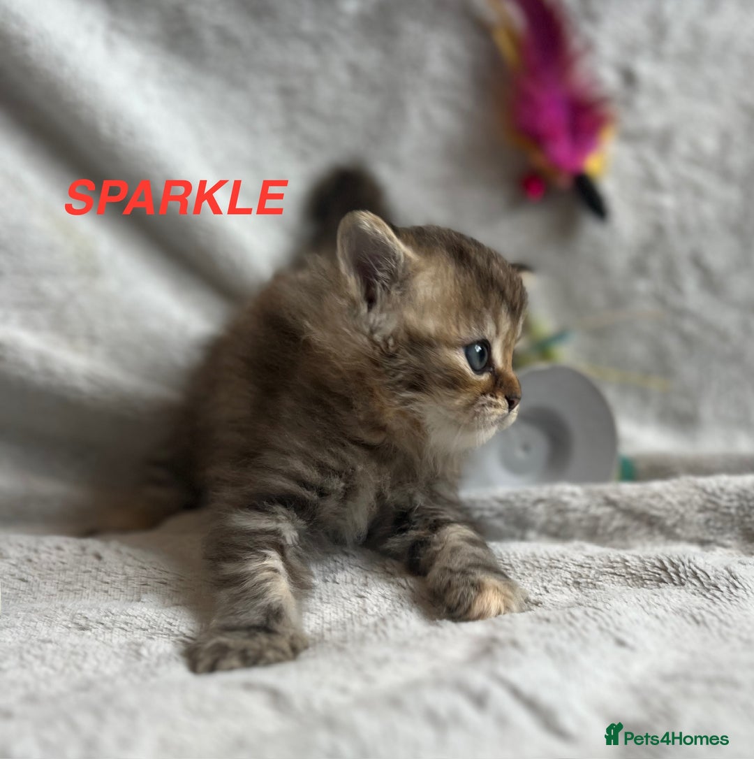 Persian cats for sale: **LAST ONE** Stunning pure Persian Kittens PKD Neg - Image 29