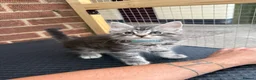 Maine Coon cats for sale: Maine Coon kittens 1 girl & 4 boys 😊 - Advert 14