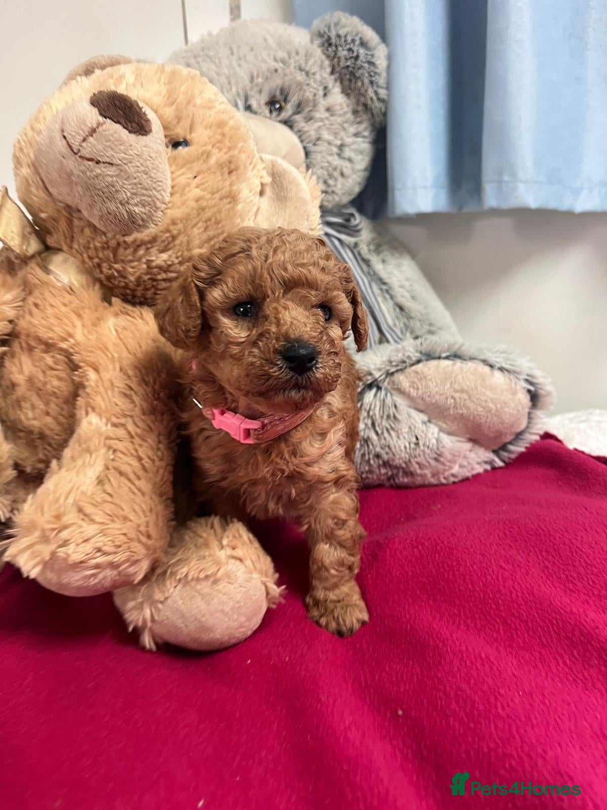 Miniature Poodle dogs 🐾 Adorable Toy Poodle Puppies for Sale! 🐾 - Advert 2