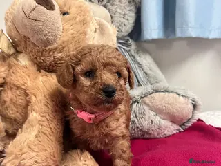Miniature Poodle dogs 🐾 Adorable Toy Poodle Puppies for Sale! 🐾 - Advert 2