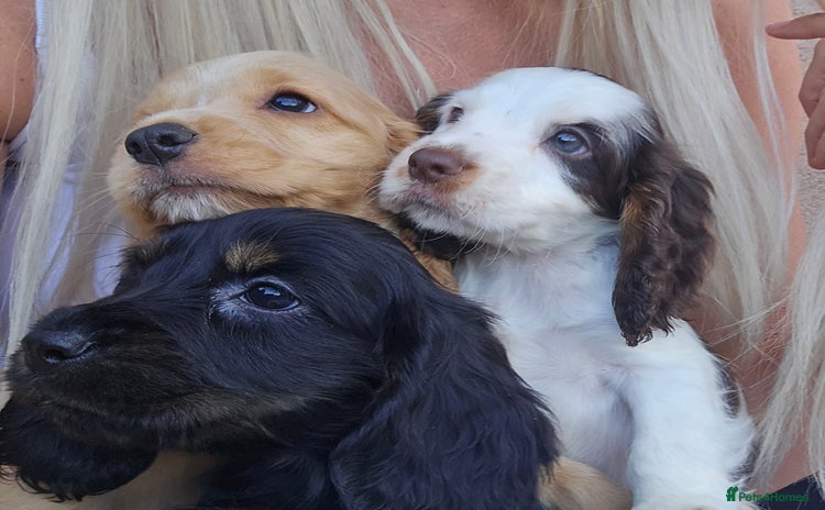 Cocker Spaniel dogs - Advert 9