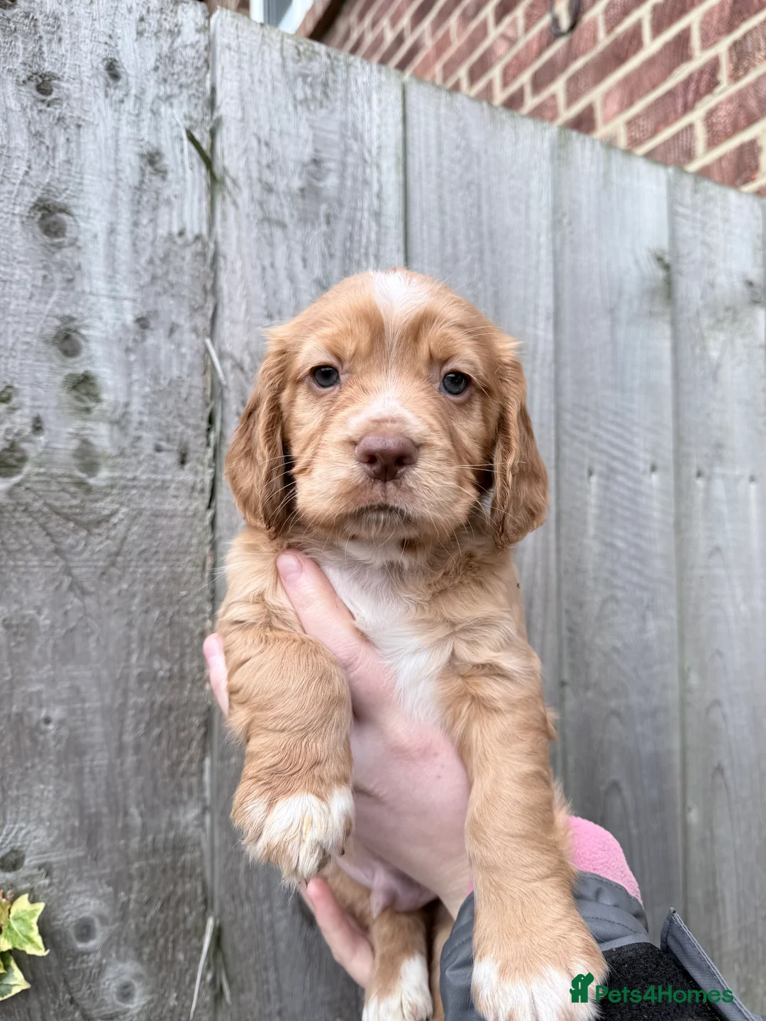Cocker Spaniel dogs for sale: Kc registered cocker spaniels legally docked - Advert 4