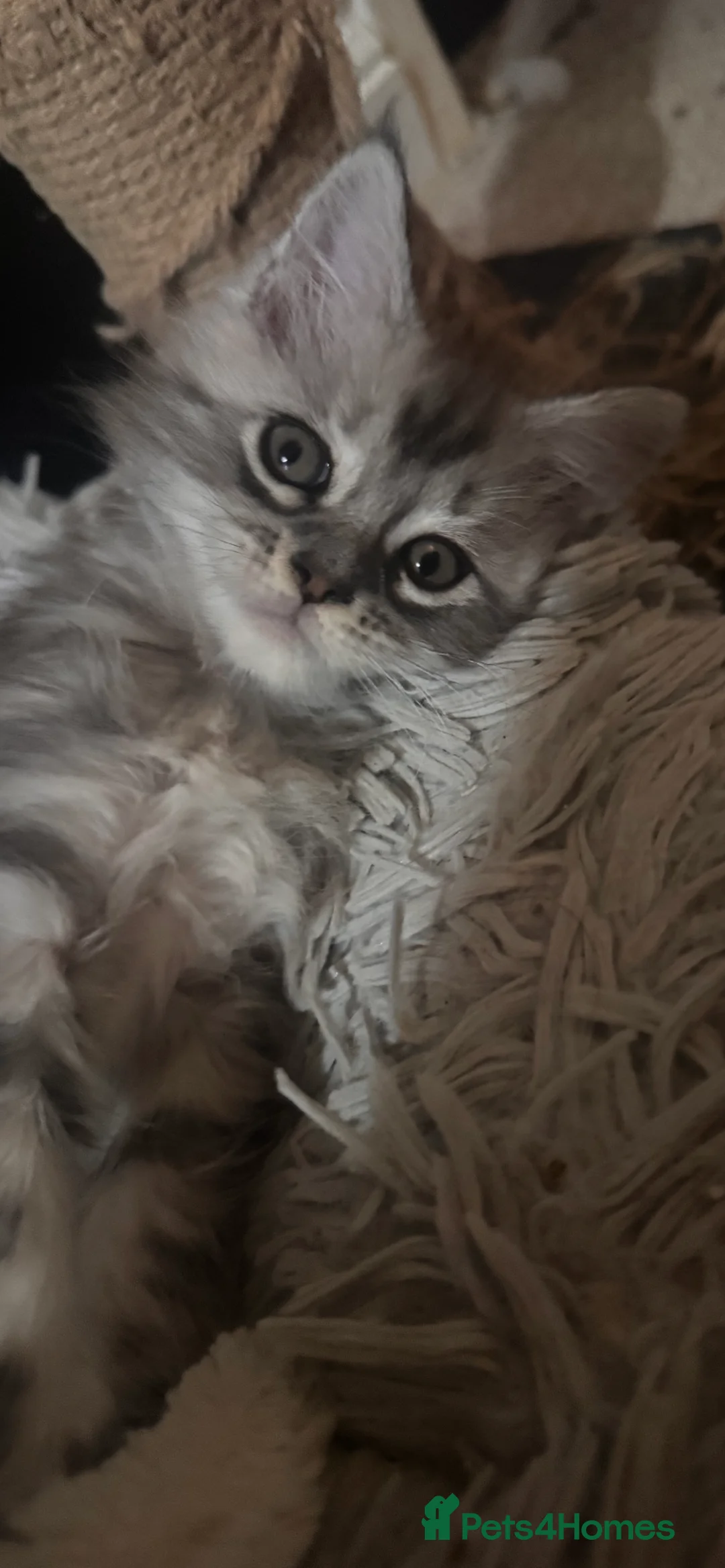 Maine Coon cats for sale: ⭐️reduced £750 2 remaining maincoon kittens⭐️ - Advert 1