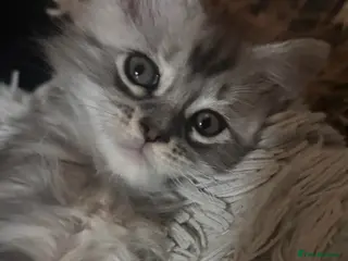 Maine Coon cats ⭐️reduced £750 2 remaining maincoon kittens⭐️ - Advert 14