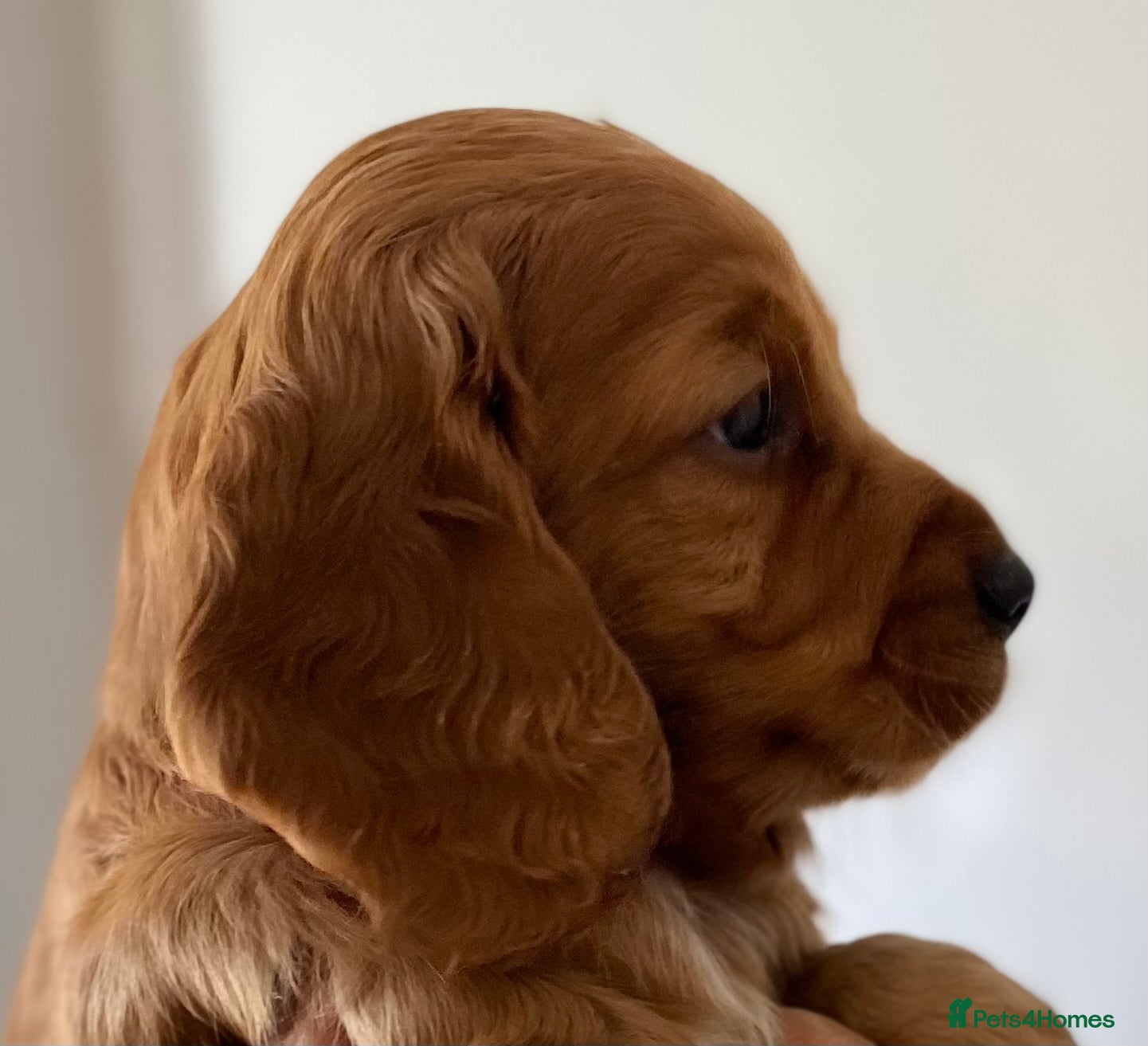 Cocker Spaniel dogs STUNNING WORKING COCKER SPANIEL PUPS  - Advert 2