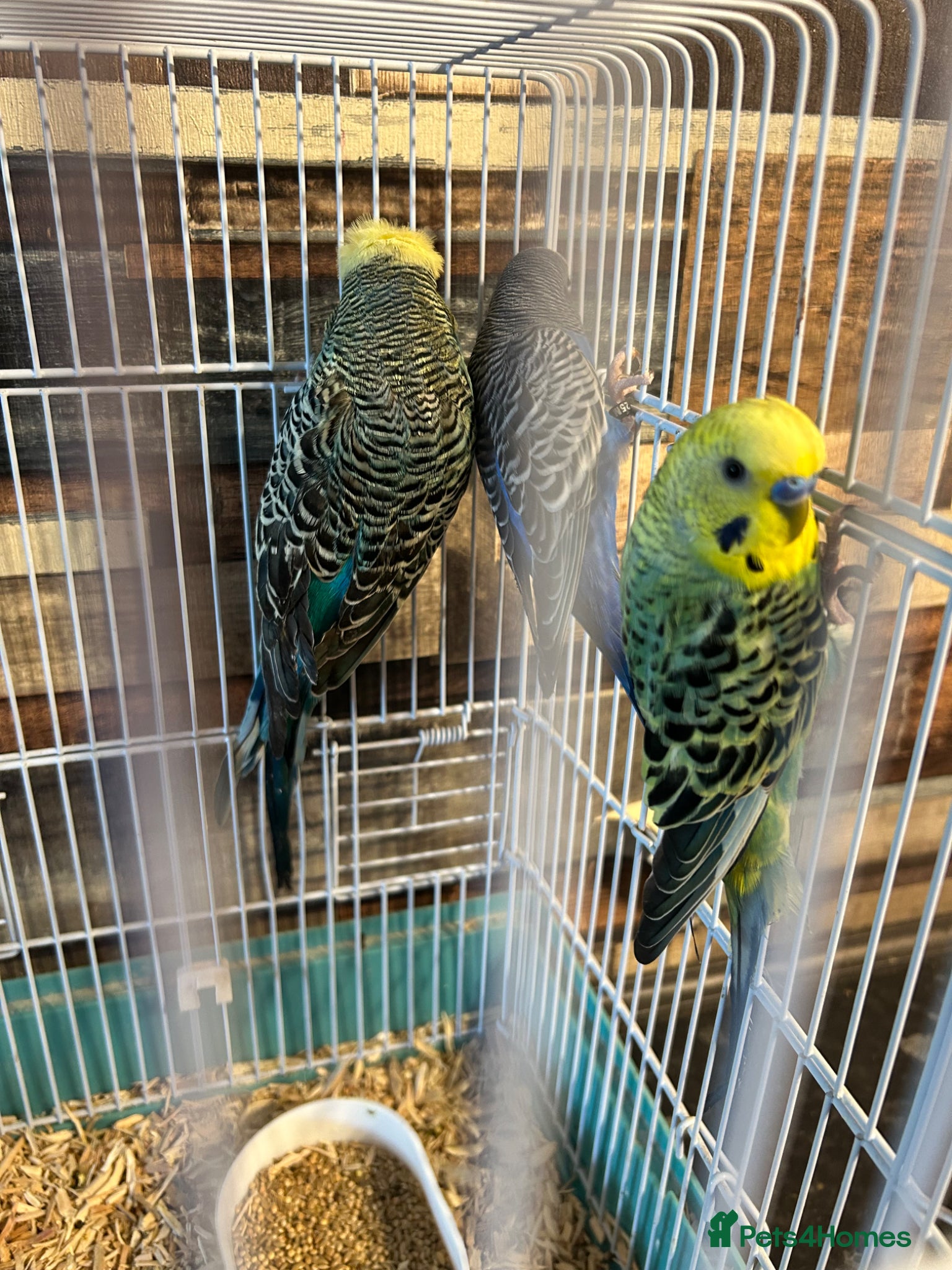 Budgerigars birds male budgies - Advert 4